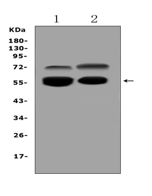 VNN1 Antibody in Western Blot (WB)