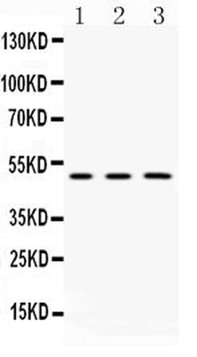 CNPase Antibody in Western Blot (WB)