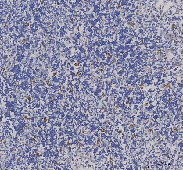 IBA1 Antibody in Immunohistochemistry (Paraffin) (IHC (P))
