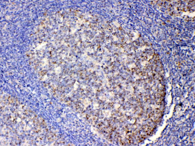 IL-13 Antibody in Immunohistochemistry (Paraffin) (IHC (P))