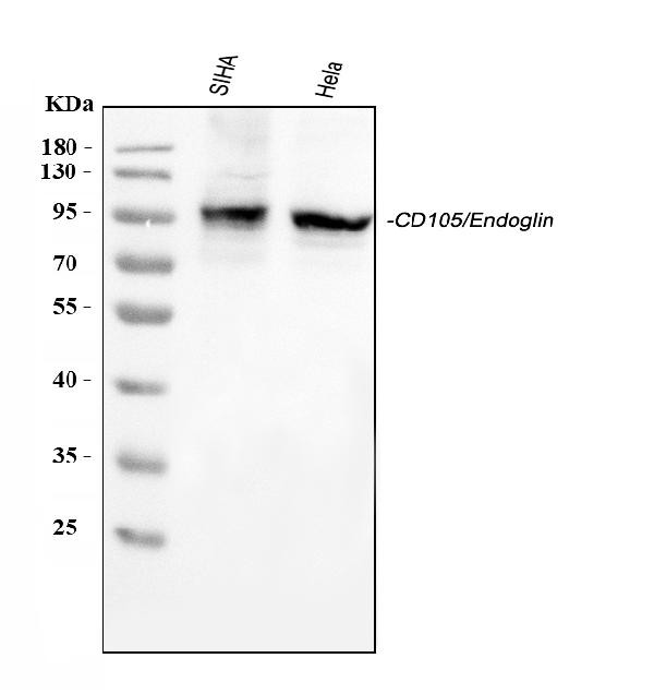 CD105 Antibody in Western Blot (WB)