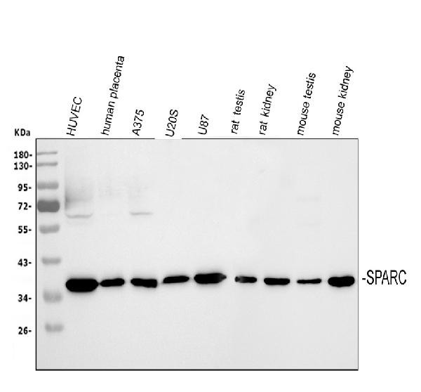 SPARC Antibody in Western Blot (WB)