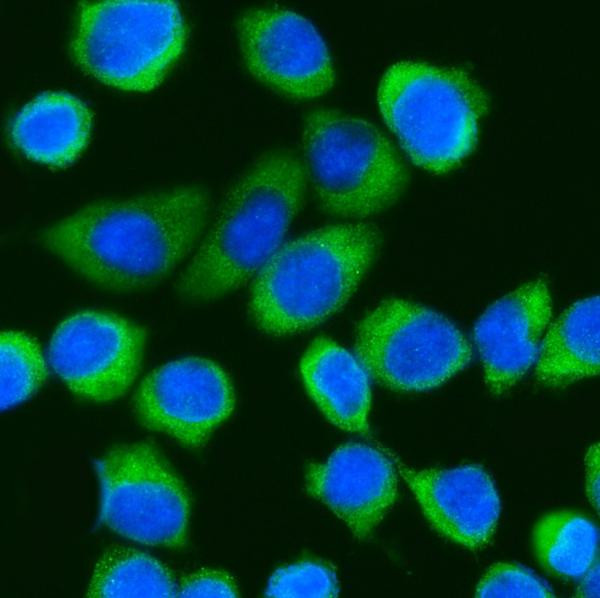 DDX3 Antibody in Immunocytochemistry (ICC/IF)