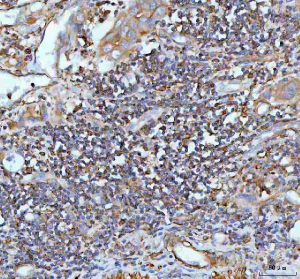 IL-22 Antibody in Immunohistochemistry (Paraffin) (IHC (P))