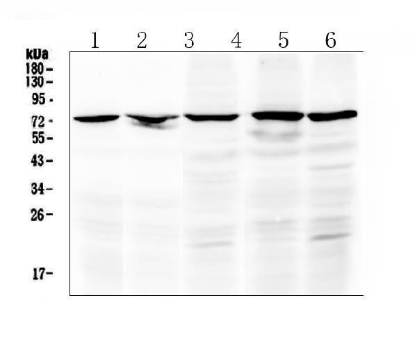 c-Raf Antibody in Western Blot (WB)