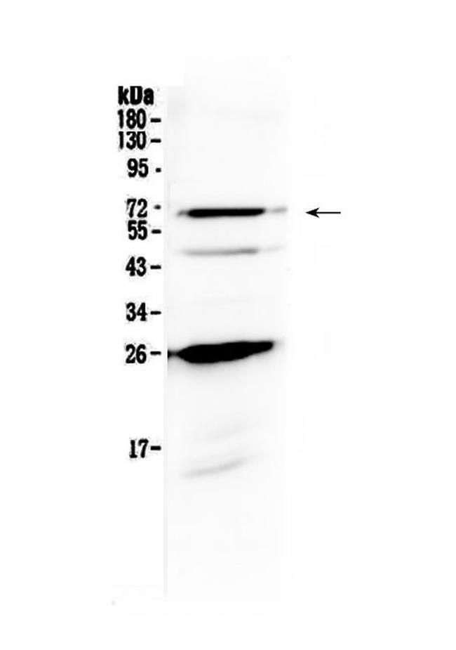SLC7A3 Antibody in Western Blot (WB)