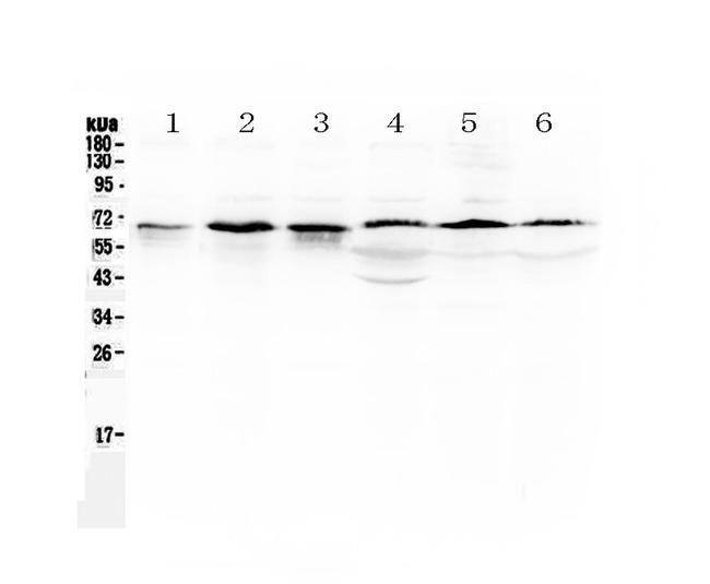 TRAF5 Antibody in Western Blot (WB)