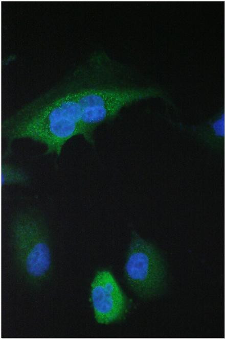 14-3-3 sigma Antibody in Immunocytochemistry (ICC/IF)