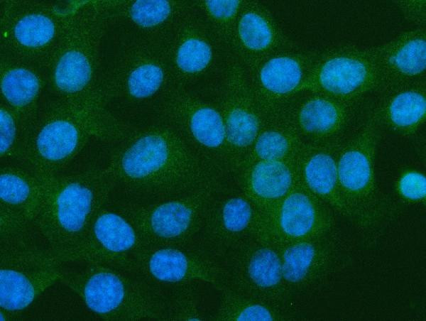 S100A10 Antibody in Immunocytochemistry (ICC/IF)