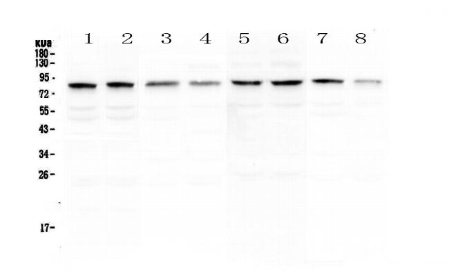 POLI Antibody in Western Blot (WB)