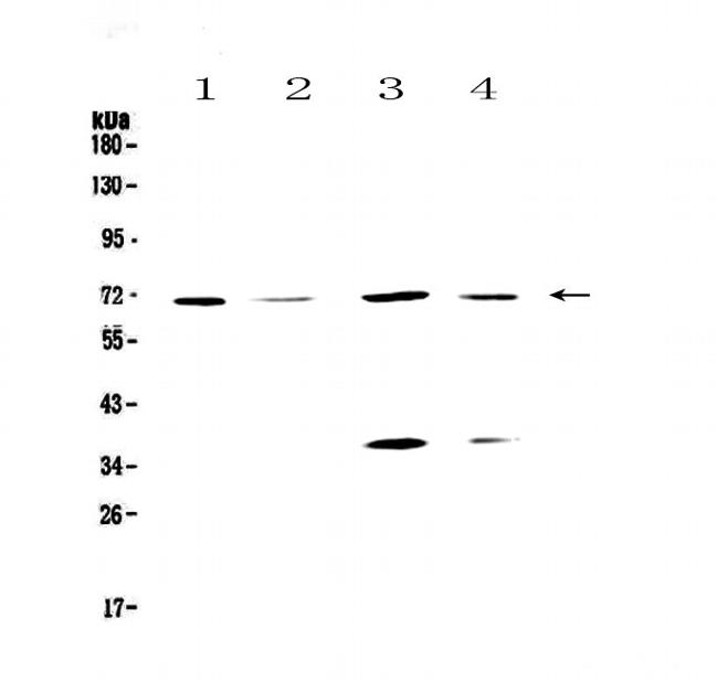 POLL Antibody in Western Blot (WB)