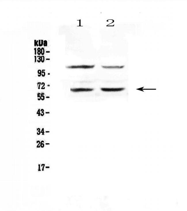 AMPK alpha-1 Antibody in Western Blot (WB)
