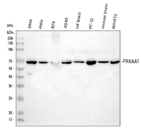 AMPK alpha-1 Antibody in Western Blot (WB)