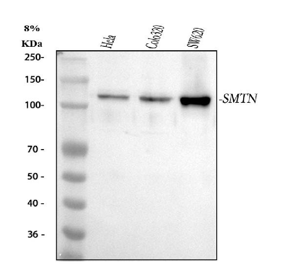 Smoothelin Antibody in Western Blot (WB)