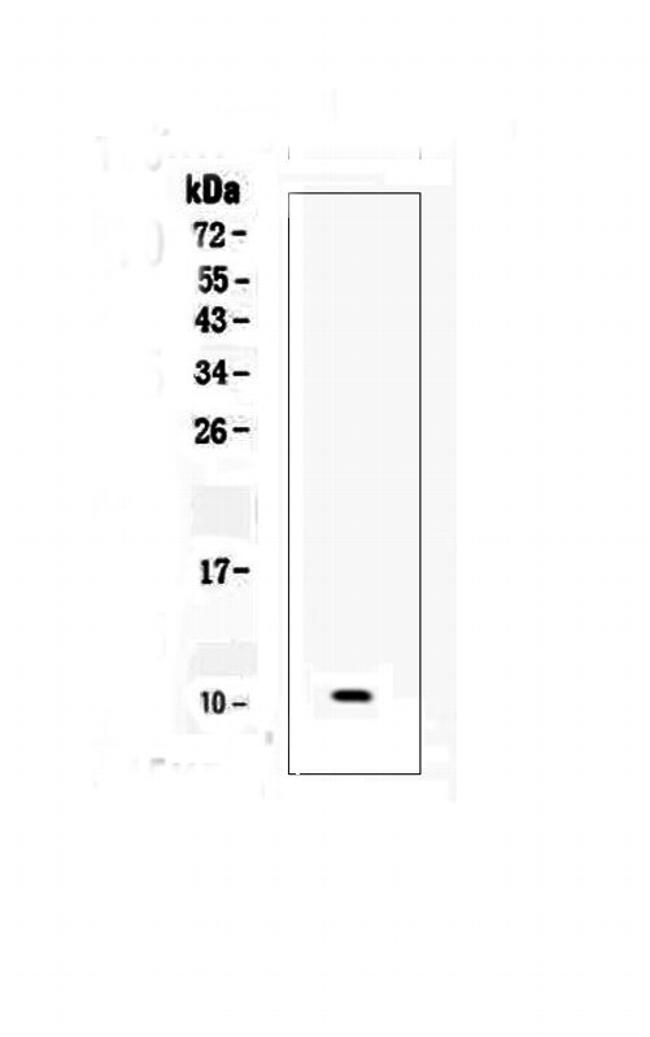 CCL6 Antibody in Western Blot (WB)