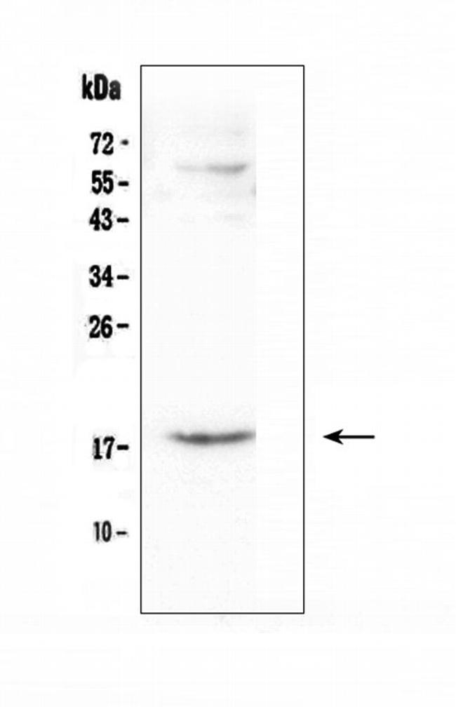 CCL16 Antibody in Western Blot (WB)
