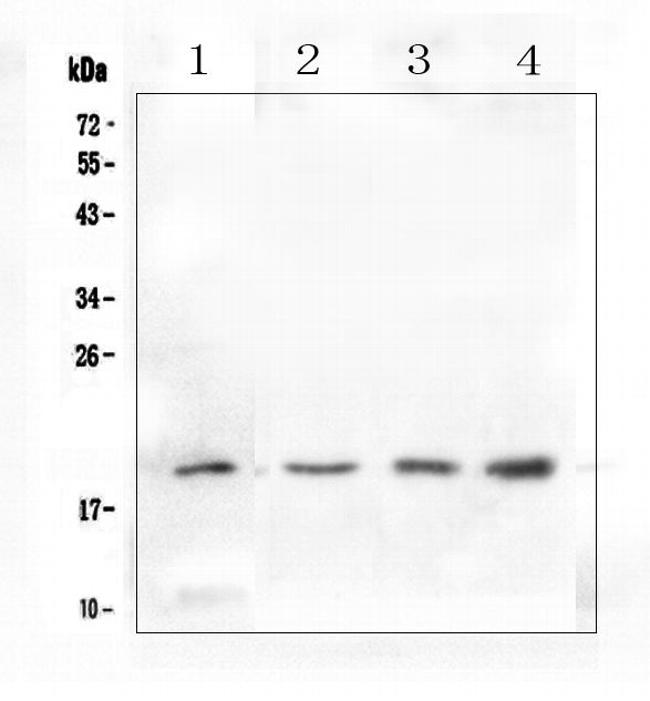 IL-10 Antibody in Western Blot (WB)