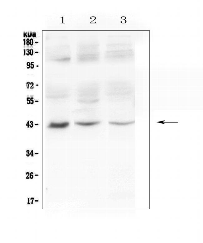 MAdCAM1 Antibody in Western Blot (WB)