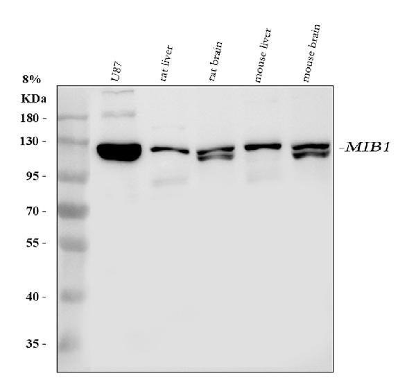 MIB1 Antibody in Western Blot (WB)