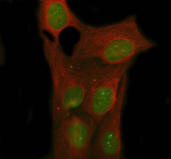 NOVA1 Antibody in Immunocytochemistry (ICC/IF)