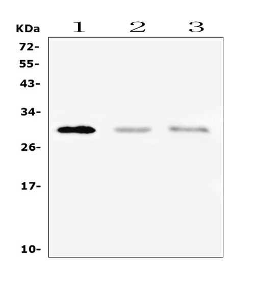 PTCRA Antibody in Western Blot (WB)