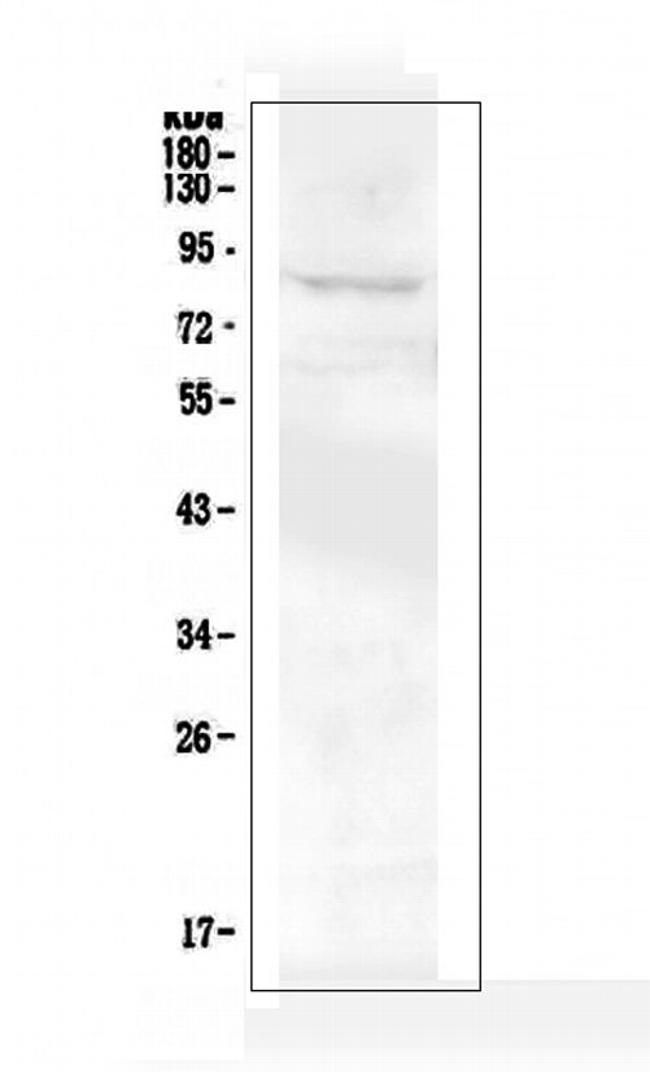RXFP2 Antibody in Western Blot (WB)