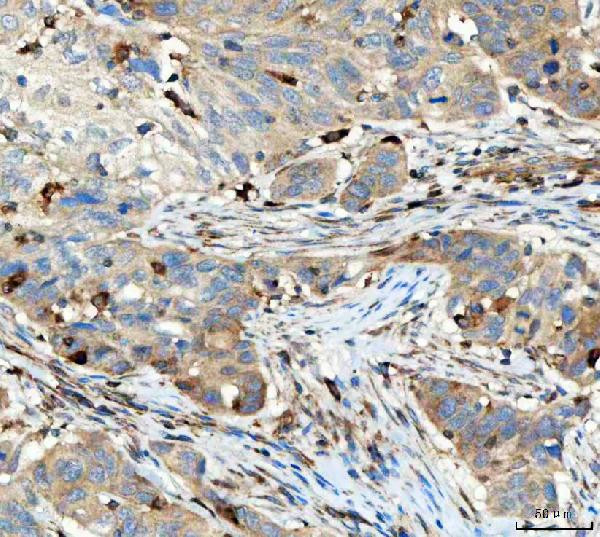 TRAC Antibody in Immunohistochemistry (Paraffin) (IHC (P))
