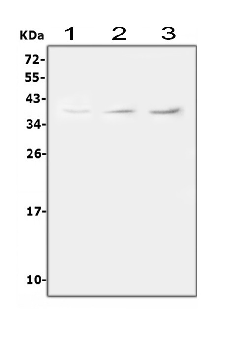 TRAC Antibody in Western Blot (WB)