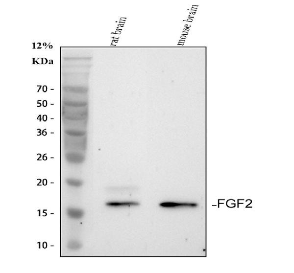 FGF2 Antibody in Western Blot (WB)
