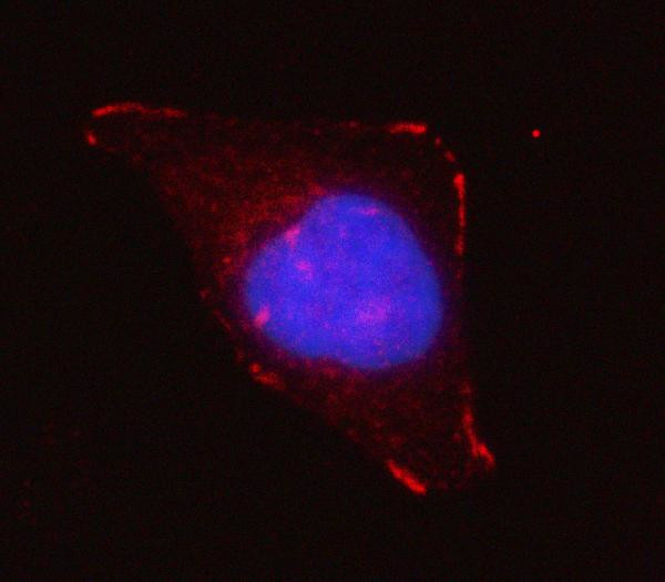 Grancalcin Antibody in Immunocytochemistry (ICC/IF)