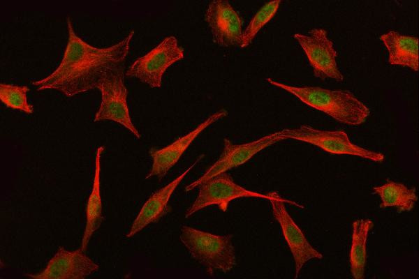 BAG6 Antibody in Immunocytochemistry (ICC/IF)