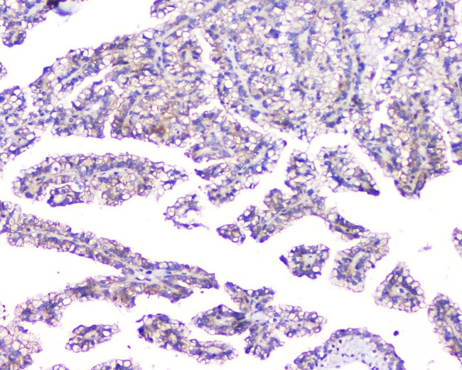 TMEM166 Antibody in Immunohistochemistry (Paraffin) (IHC (P))