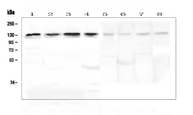 LARS Antibody in Western Blot (WB)