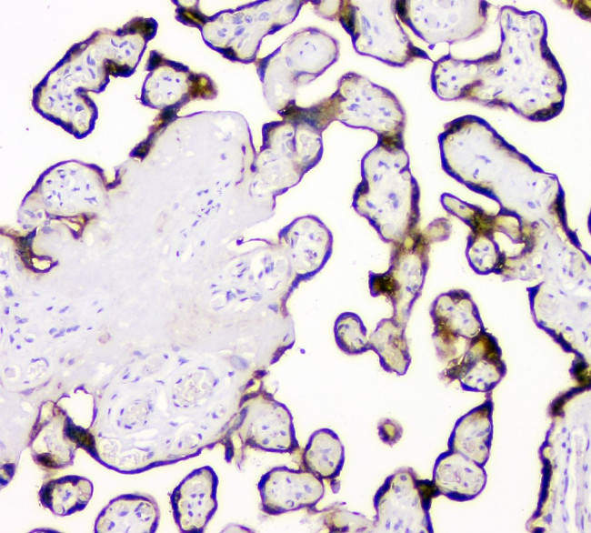 tPA Antibody in Immunohistochemistry (Paraffin) (IHC (P))
