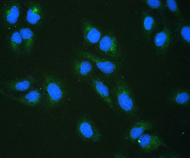 RRBP1 Antibody in Immunocytochemistry (ICC/IF)