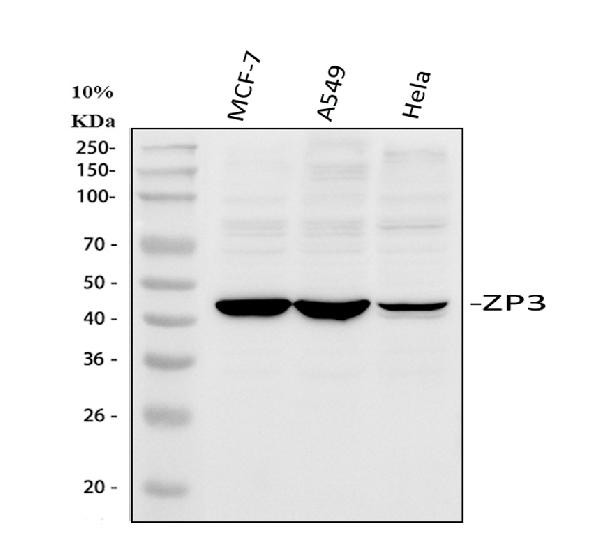 ZP3 Antibody in Western Blot (WB)