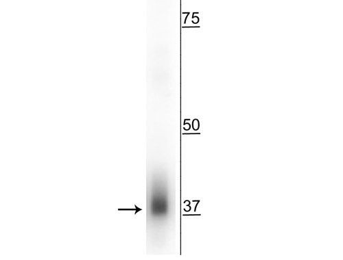 C2orf33 Antibody in Western Blot (WB)