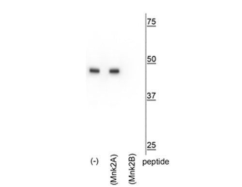 MKNK2B Antibody in Western Blot (WB)