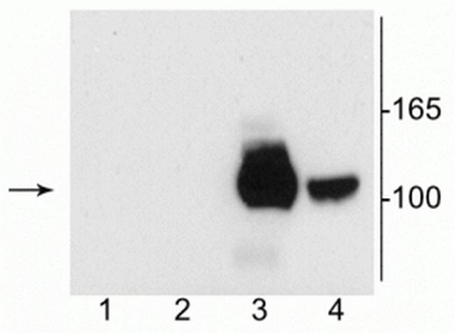 NMDAR1 Antibody in Western Blot (WB)