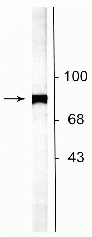NSF Antibody in Western Blot (WB)