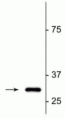 Fractin Antibody in Western Blot (WB)