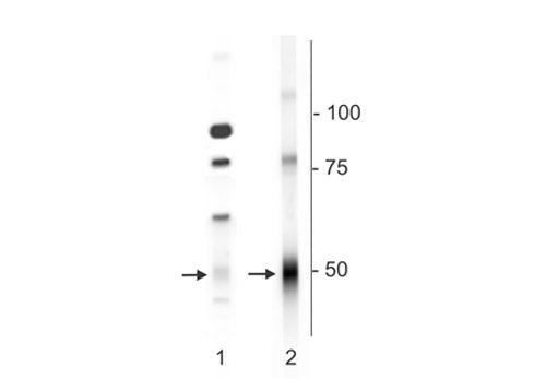 GABRD Antibody in Western Blot (WB)