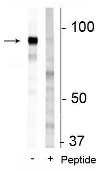 Phospho-Niban-like protein (Ser679, Ser683) Antibody in Western Blot (WB)