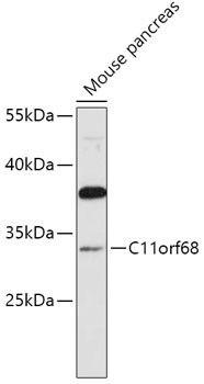 CK068 Antibody in Western Blot (WB)
