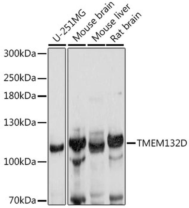 TMEM132D Antibody in Western Blot (WB)