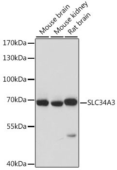 SLC34A3 Antibody in Western Blot (WB)