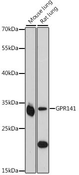 GPR141 Antibody in Western Blot (WB)