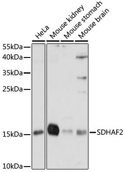 C11orf79 Antibody in Western Blot (WB)
