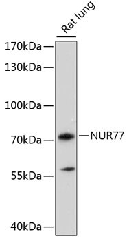 NR4A1 Antibody in Western Blot (WB)