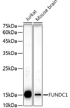 FUNDC1 Antibody in Western Blot (WB)